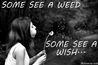 Some See A Weed – Some See A Wish…