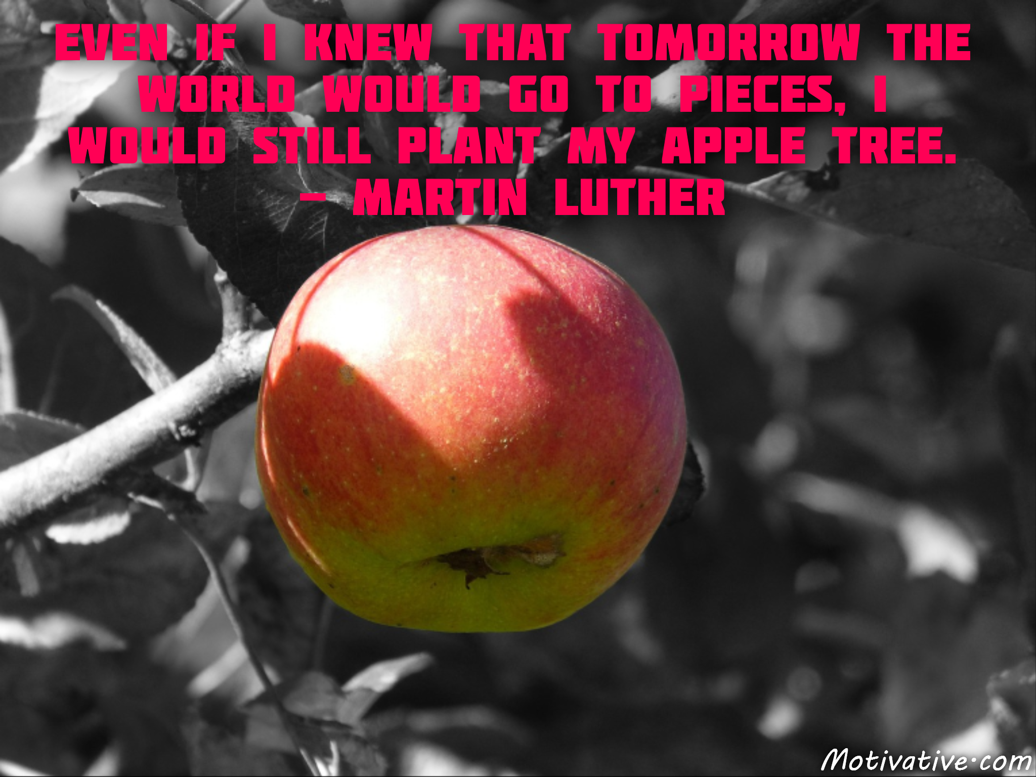 Even if I knew that tomorrow the world would go to pieces, I would still plant my apple tree. – Martin Luther