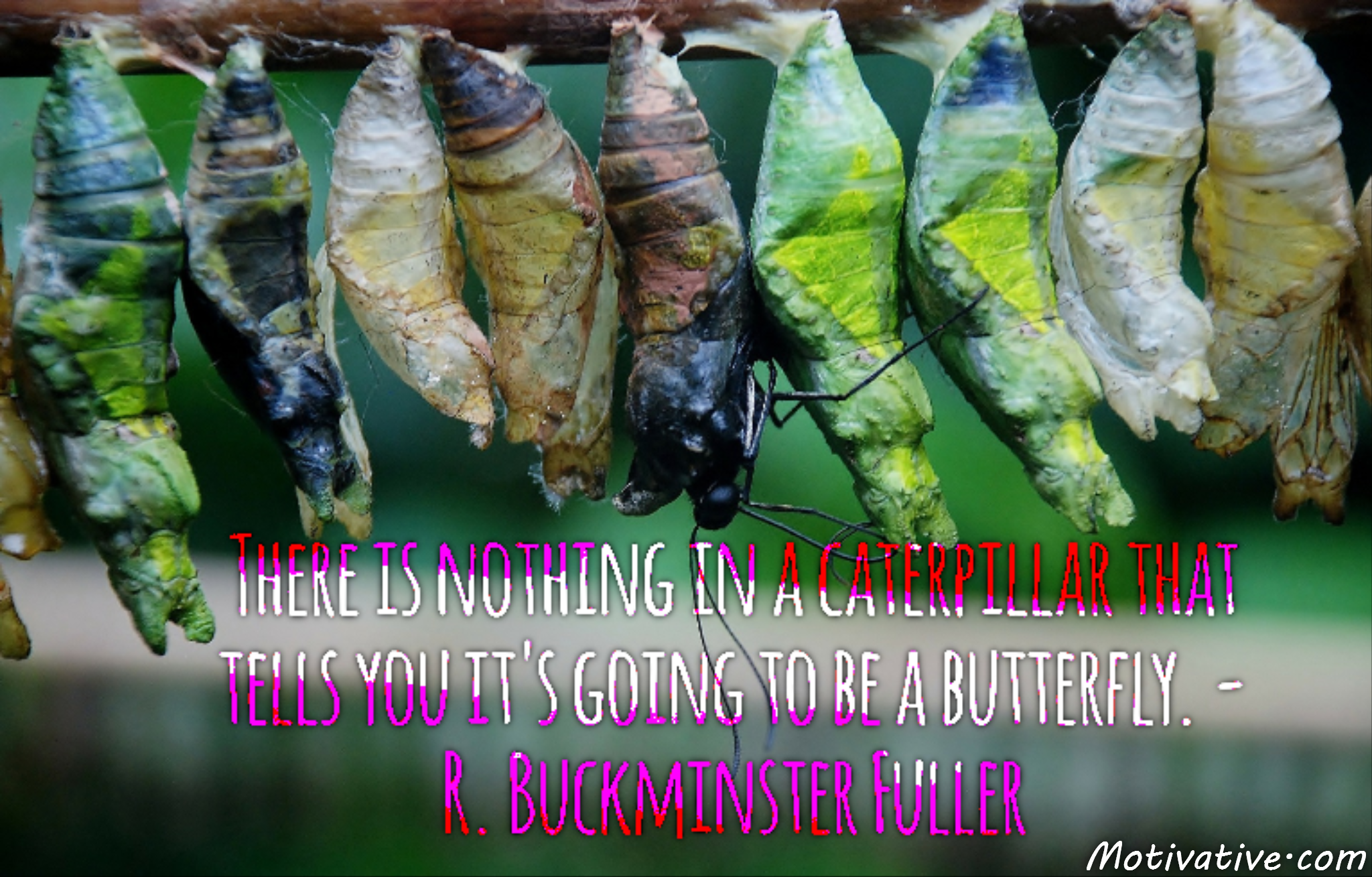 There is nothing in a caterpillar that tells you it’s going to be a butterfly. – R. Buckminster Fuller