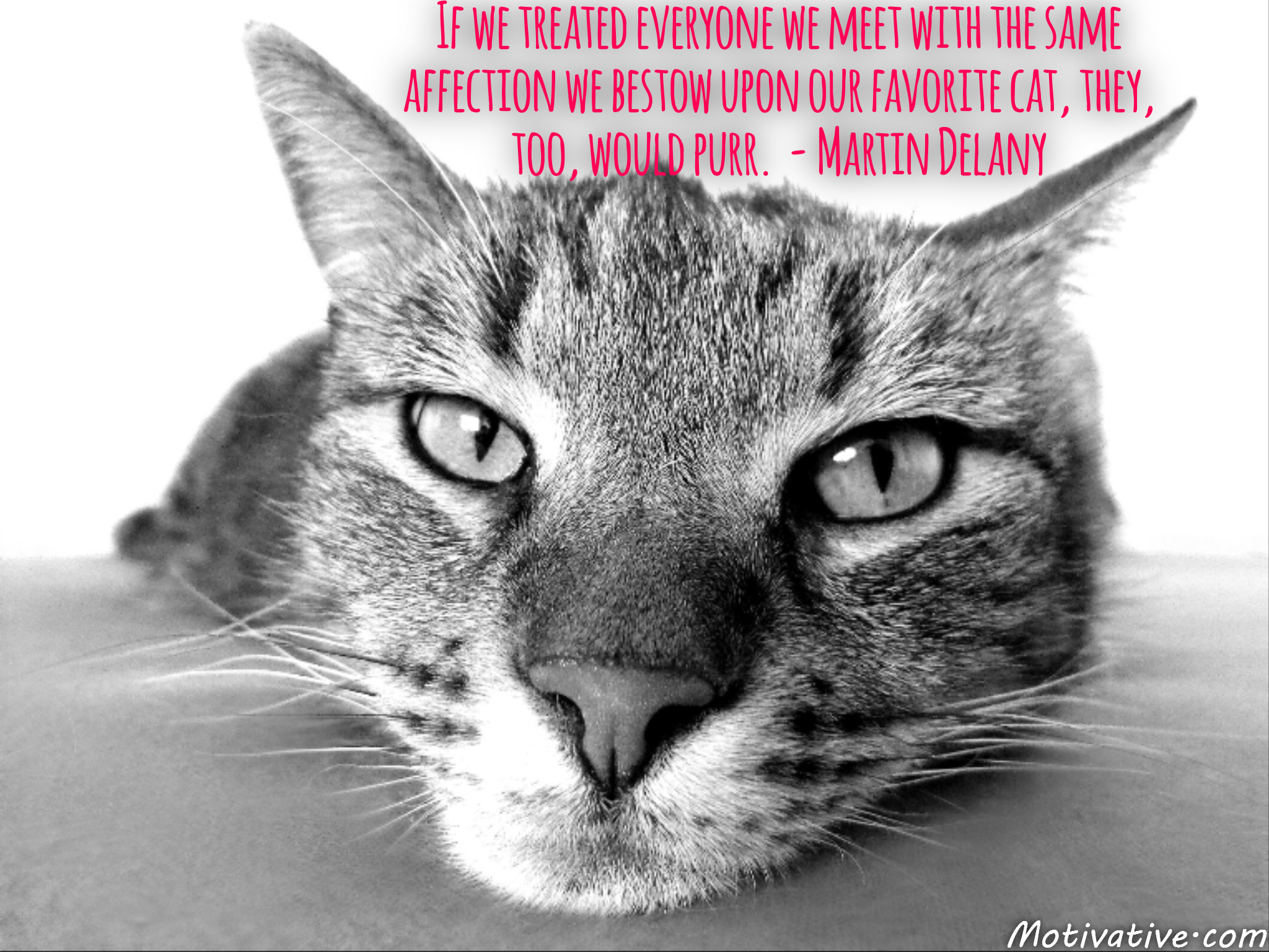 If we treated everyone we meet with the same affection we bestow upon our favorite cat, they, too, would purr.  – Martin Delany