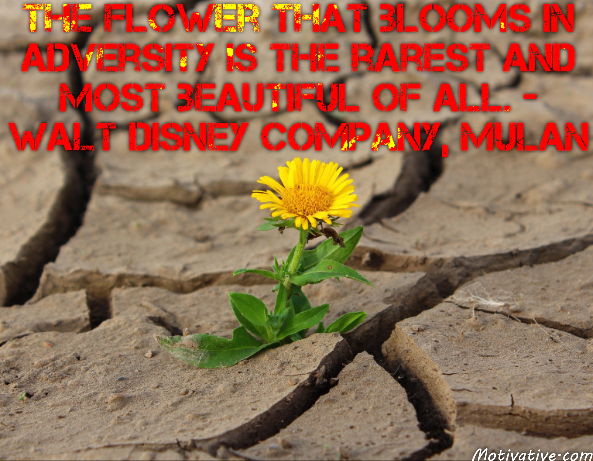 The flower that blooms in adversity is the rarest and most beautiful of all. – Walt Disney Company, Mulan