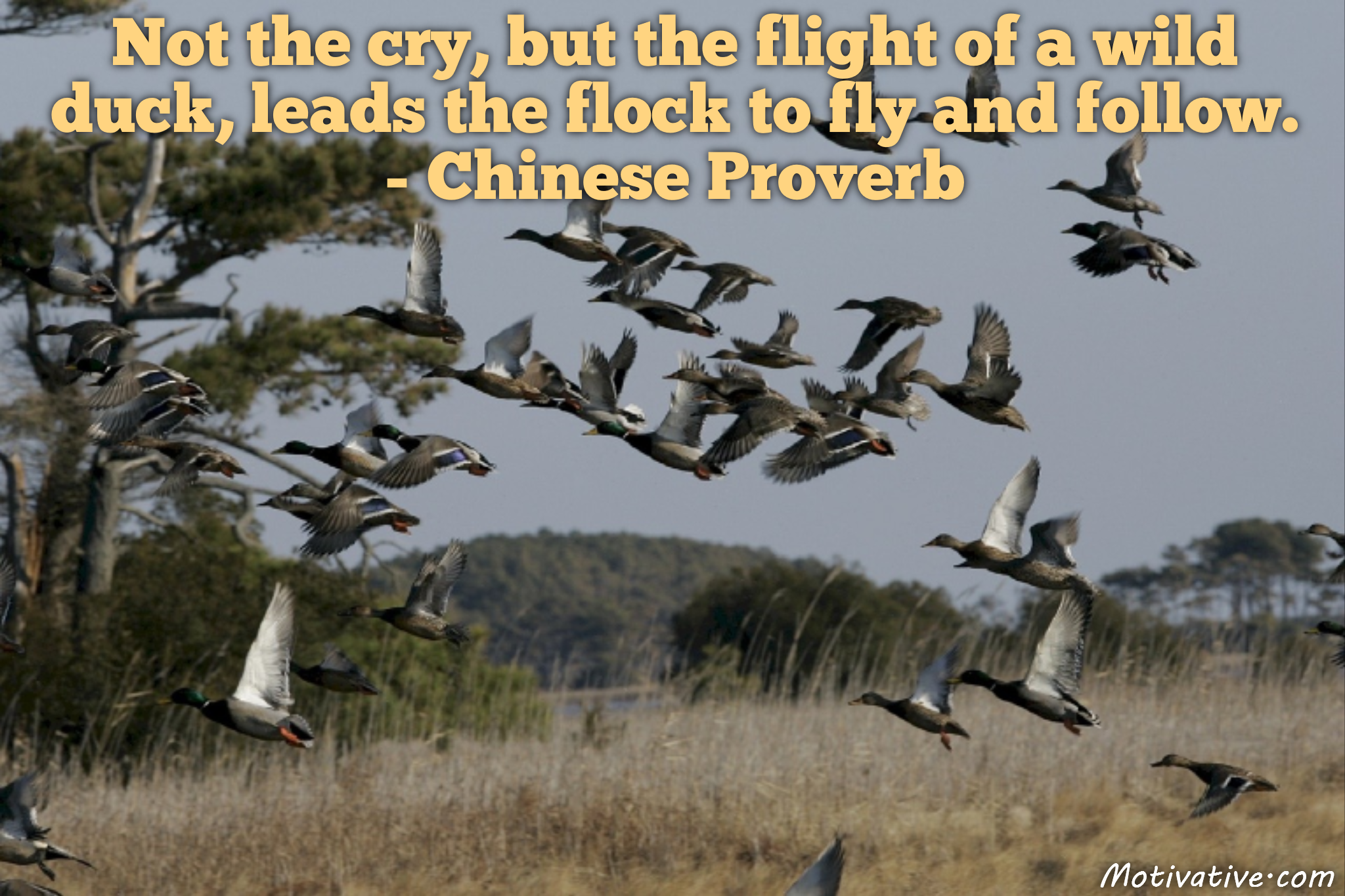 Not the cry, but the flight of a wild duck, leads the flock to fly and follow. – Chinese Proverb