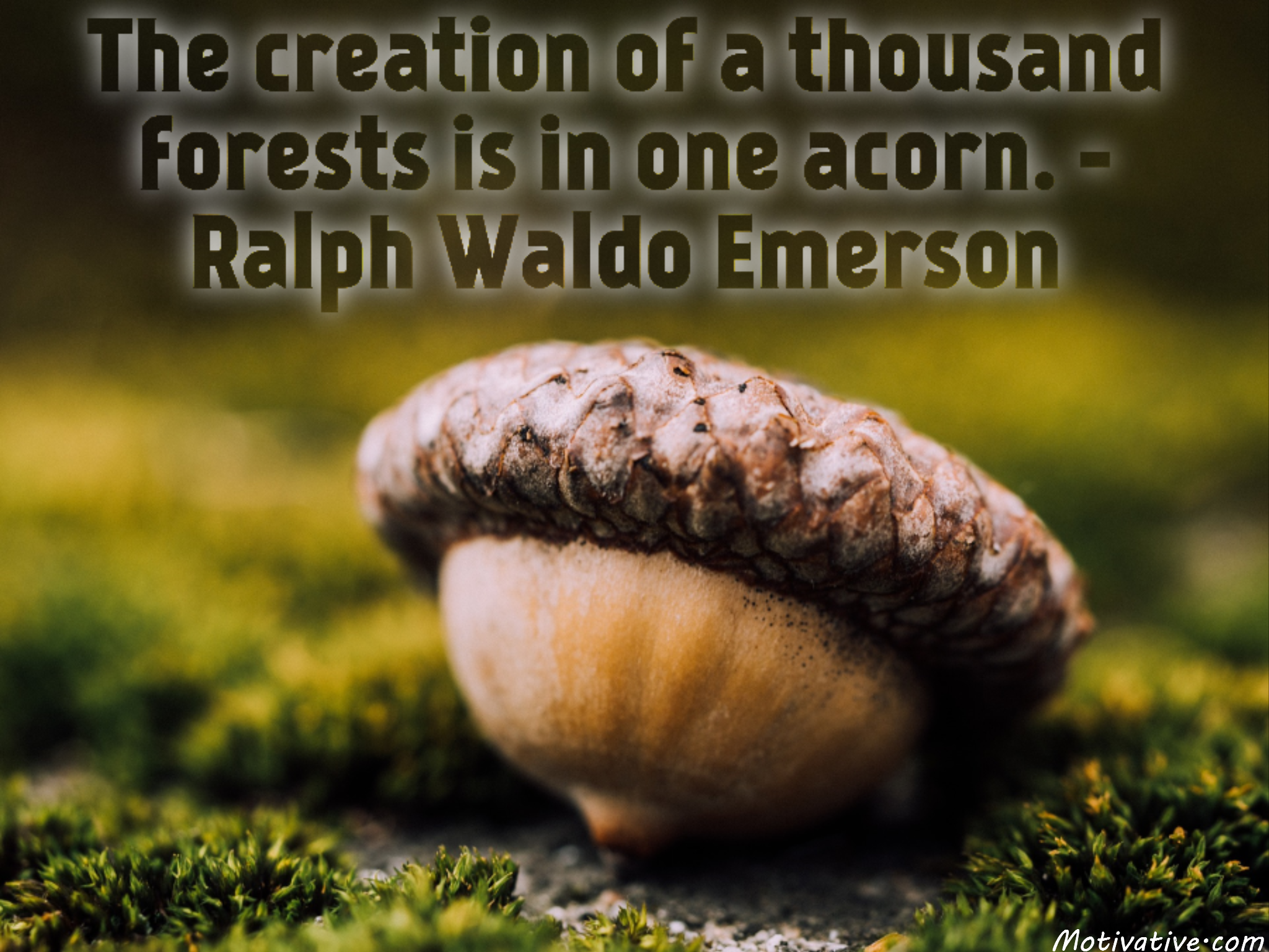 The creation of a thousand forests is in one acorn. – Ralph Waldo Emerson
