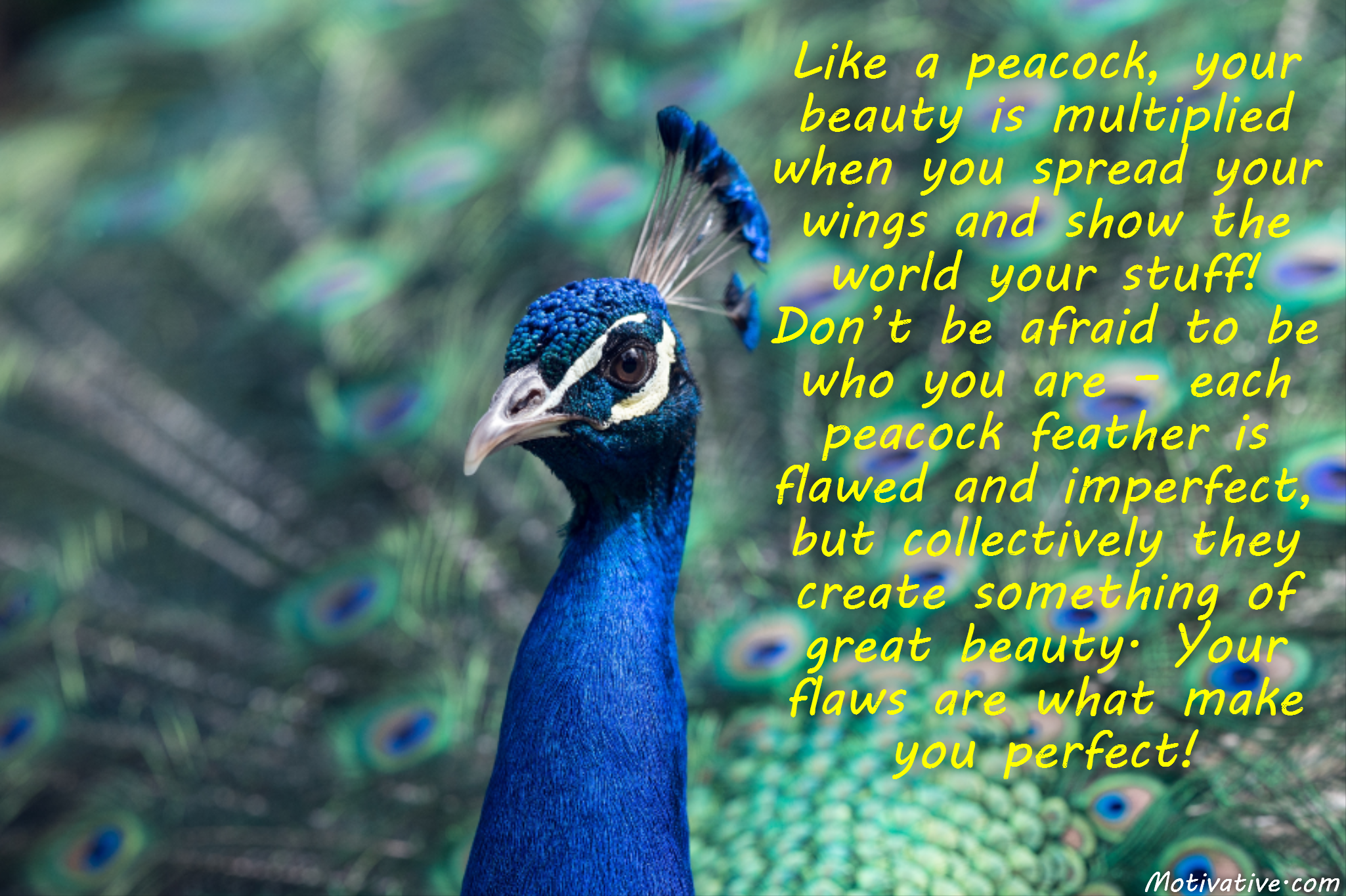 Like a peacock, your beauty is multiplied when you spread your wings and show the world your stuff!